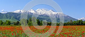 Scarlet poppies Tien Shan.