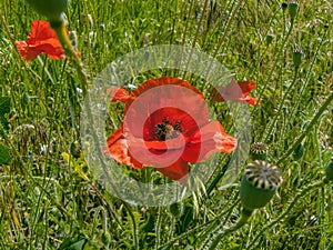 Scarlet poppies. Wildflowers.