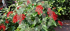 Scarlet Red Flowering Blossoms Leafy Geen Lucious Garden Plant  Bushes Foliage Nature Photography