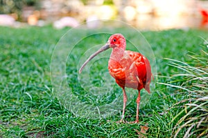 Scarlet red ibis or Eudocimus ruber is national bird of Trinidad and Tobago. Animal and bird park in Walsrode, Germany