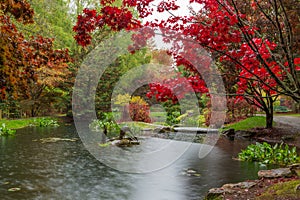 Scarlet red Japanese maple over the waterlily pond at Gibbs Gardens in Georgia in the fall.