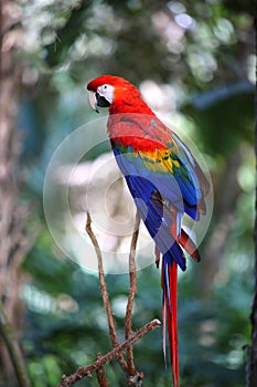 Scarlet red macaw on a branch photo