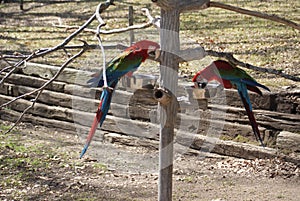 Scarlet or Red Macaw sitting in a Tree