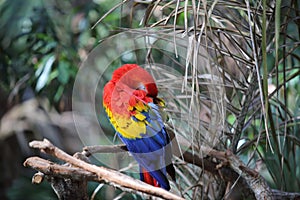 Scarlet red macaw sleeping photo