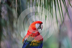 Scarlet red macaw under a palm photo