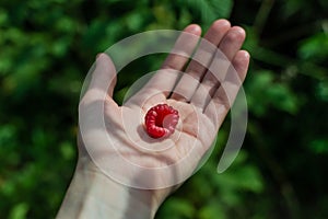 Scarlet red pink raspberries on branches with green carved leaves on bushes in the summer garden with grass. Harvest