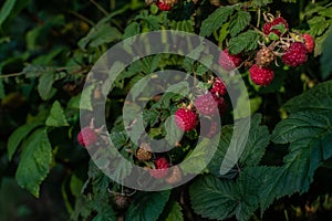Scarlet red pink raspberries on branches with green carved leaves in garden in light of sun. Summer harvest. Close-up