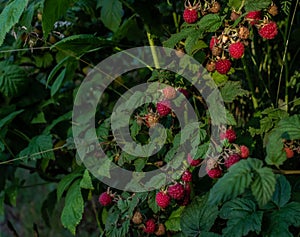 Scarlet red pink ripe raspberries on branches with green carved leaves on bush in garden. Summer harvest in light of sunset
