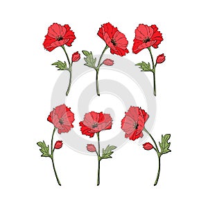 Scarlet red poppy flowering plant doodle style on stem with leaves, vector set, isolated, white background.