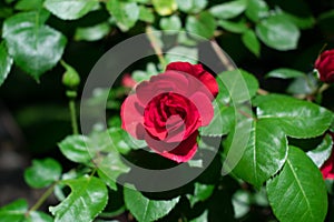 Scarlet red rose on a sunny day inf front of green leaves