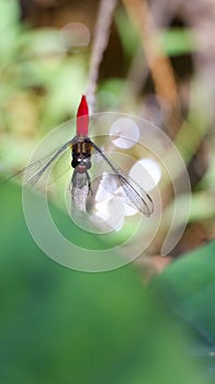 a scarlet red tailed dragonfly perching on a green leaf