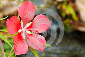 Scarlet Rose Mallow