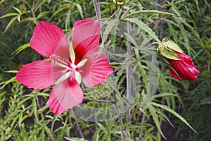 Scarlet rose mallow fower