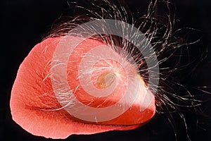 Scarlet rose petal with dandelion fluffy seed