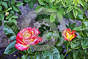 Scarlet rose, Red, flowers, green garden, Flowering time, natural floral fence. Gardening, plants, landscape design. close up