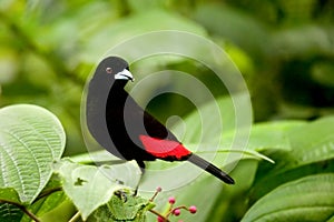 Scarlet - rumped Tanager