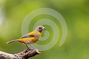 Scarlet-rumped tanager female - Ramphocelus passerinii, Refugio de Vida Silvestre Cano Negro, Wildlife and bird watching in Costa