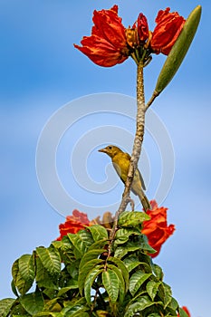 Scarlet-rumped tanager female - Ramphocelus passerinii, Refugio de Vida Silvestre Cano Negro, Wildlife and bird watching in Costa photo