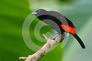 Scarlet-rumped tanager male