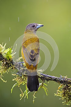 Scarlet-rumped Tanager - Ramphocelus passerinii