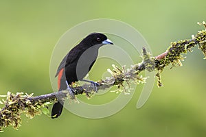 Scarlet-rumped Tanager - Ramphocelus passerinii