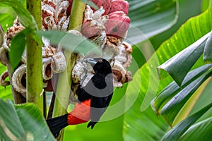 Scarlet-rumped tanager tanager - Ramphocelus passerinii photo