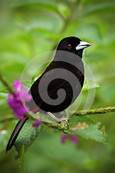 Scarlet-rumped Tanager, Ramphocelus passerinii, exotic black bird in the nature habitat, Costa Rica, with violet flower