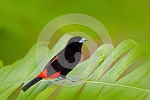 Scarlet-rumped Tanager, Ramphocelus passerinii, exotic tropic red and black song bird form Costa Rica, in the green forest nature