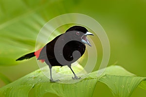 Scarlet-rumped Tanager, Ramphocelus passerinii, exotic tropic red and black song bird form Costa Rica, in the green forest nature