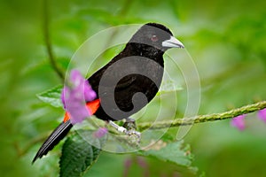 Scarlet-rumped Tanager, Ramphocelus passerinii, exotic tropic red and black song bird form Costa Rica, in green forest nature habi