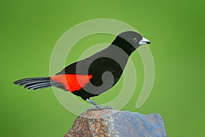 Scarlet-rumped Tanager, Ramphocelus passerinii, exotic tropical red and black bird from Costa Rica, in green forest nature habitat