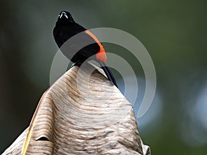 Scarlet-rumped Tanager, Ramphocelus passerinii, males have a beautiful red color. Costa Rica