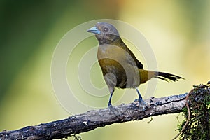 Scarlet-rumped Tanager - Ramphocelus passerinii medium-sized passerine bird. This tanager is a resident breeder in the Caribbean