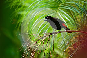 Scarlet-rumped Tanager - Ramphocelus passerinii medium-sized passerine bird. This tanager is a resident breeder in the Caribbean