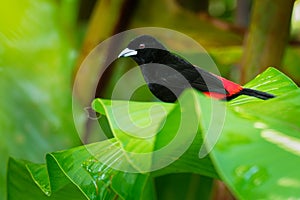 Scarlet-rumped Tanager - Ramphocelus passerinii medium-sized passerine bird. This tanager is a resident breeder in the Caribbean