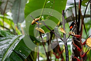 Scarlet-rumped Tanager, Ramphocelus passerinii tropical bird