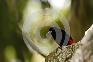 Scarlet-rumped Tanager sitting on tree in tropical mountain rain forest in Costa Rica, clear and green background, small songbird photo
