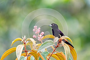 Scarlet-rumped tanager tanager - Ramphocelus passerinii