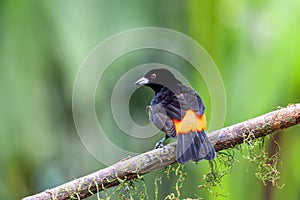 Scarlet-rumped tanager tanager, Ramphocelus passerinii. La Fortuna, Volcano Arenal, Costa Rica Wildlife