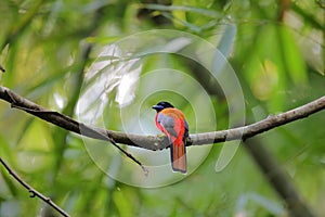 Scarlet-rumped trogon or Harpactes duvaucelii