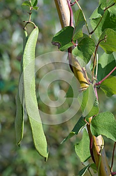 Scarlet Runner Bean (Phaseolus coccineus)