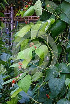 Scarlet Runner Beans growing in a garden, red blooms and green leaves