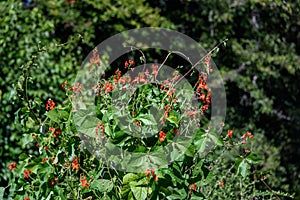 Scarlet Runner Beans growing in a garden, red blooms and green leaves