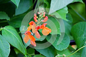 Scarlet runnerbean showy vine