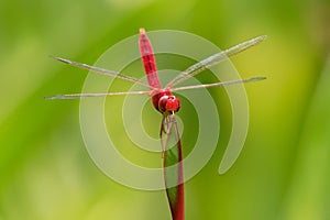 Scarlet skimmer or ruddy marsh skimmer - Crocothemis servilia a species of dragonfly of the family Libellulidae, native to east photo