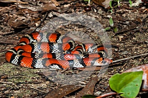 Scarlet Snake Cemophora coccinea