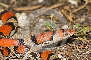 Scarlet Snake - Cemophora coccinea