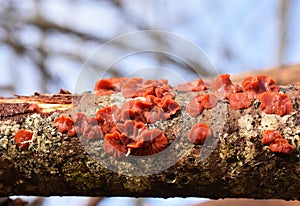 Scarlet splash fungus Cytidia salicina