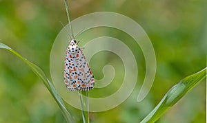 The scarlet-spotted moth (Utetheisa pulchella)