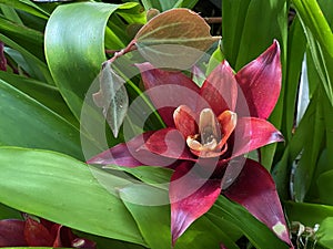 Scarlet star / Guzmania lingulata / Droophead Tufted Airplant, Orange Star, Vase Plant, Flor del incienso, Bromelija, Karaguata photo